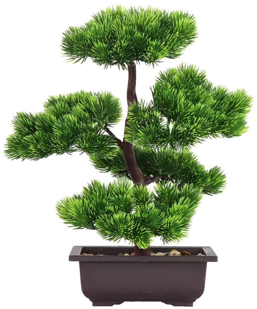 Bonsai Garden Kit - Tanaman Bonsai Pinus Jepang untuk Dekorasi