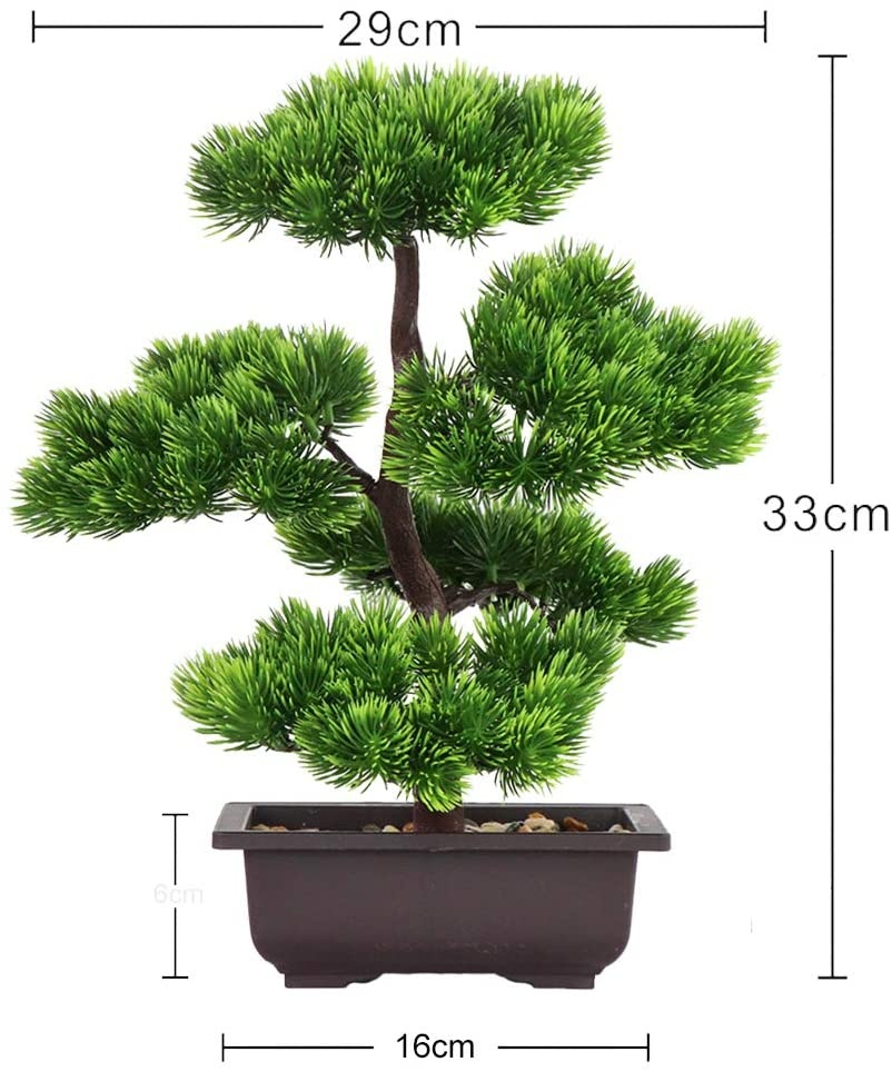 Tanaman Bonsai Pinus Jepang un - Bonsai Garden Kit ulasan dan harga
