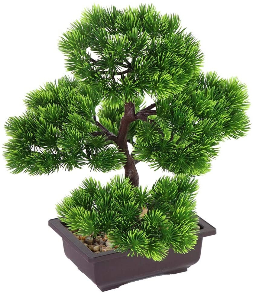 Tanaman Bonsai Pinus Jepang un - Bonsai Garden Kit ulasan dan harga
