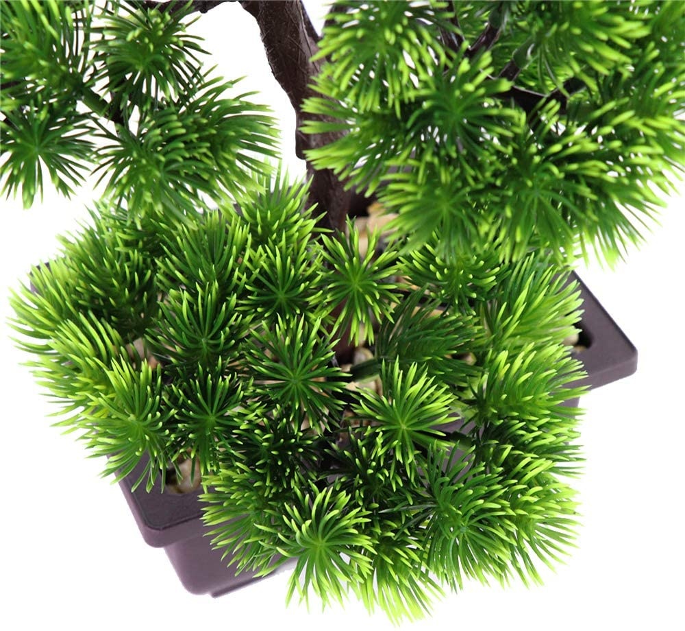 Tanaman Bonsai Pinus Jepang un - Bonsai Garden Kit ulasan dan harga