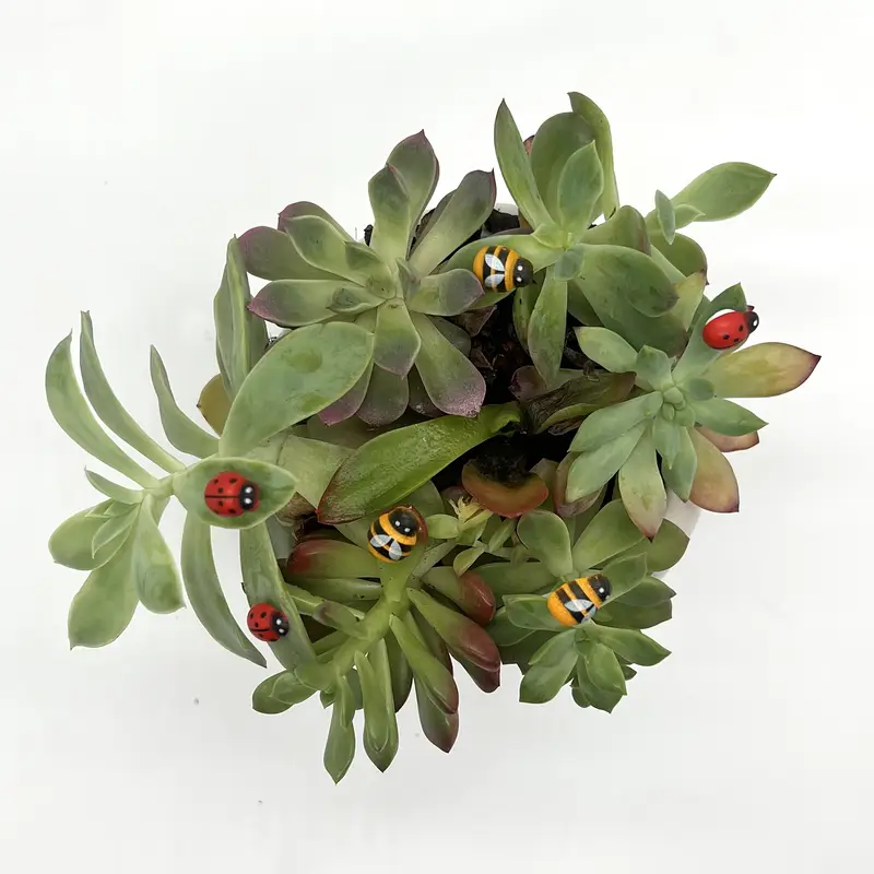 50/100 Buah Kepik dan Lebah Ka - Landscape Bonsai Garden ulasan dan harga
