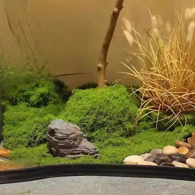 200G Rumput Lumut Kehidupan Ab - Landscape Bonsai Garden ulasan dan harga
