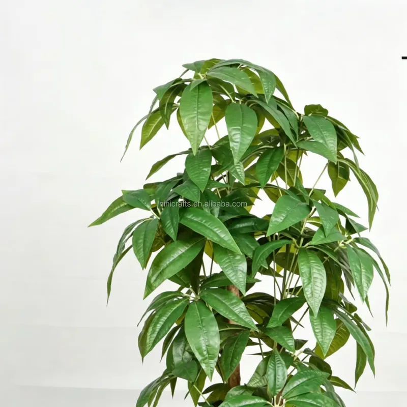 Penjualan Panas Pohon Uang Bua - Bonsai Garden For Sale ulasan dan harga