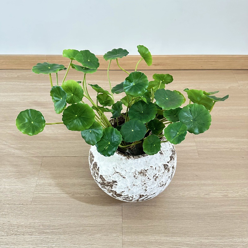 2 Buah Daun Palsu Bonsai Pilea - Bonsai Garden Wall ulasan dan harga