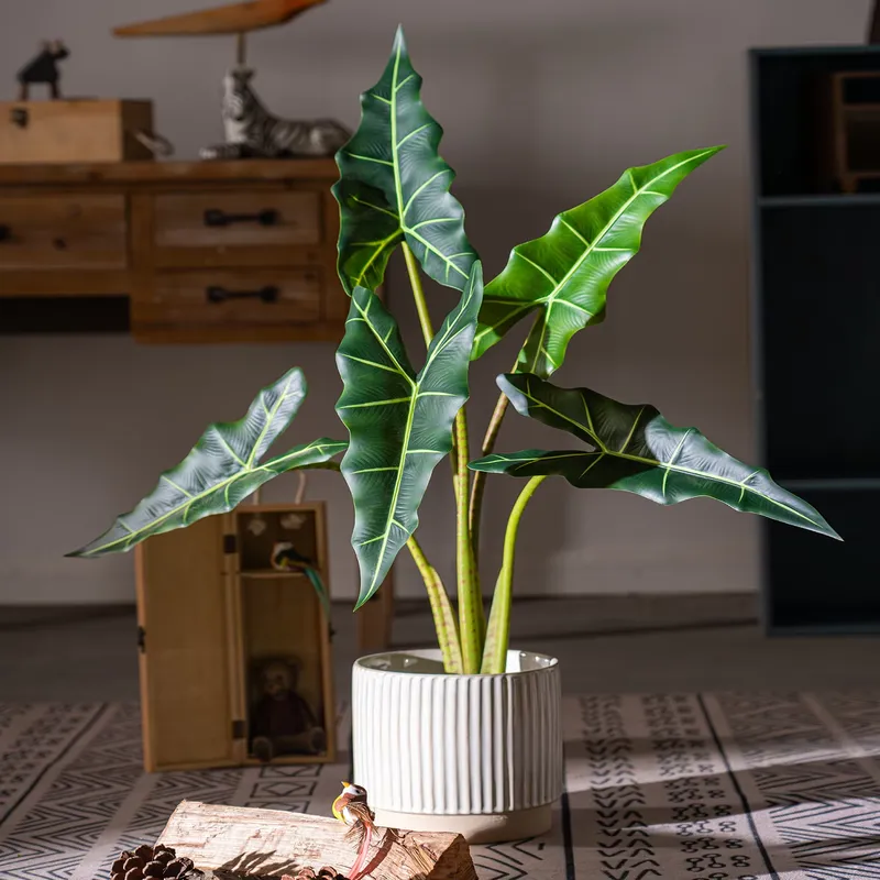 Promo Penjualan Pohon Bonsai S - Bonsai Garden For Sale ulasan dan harga